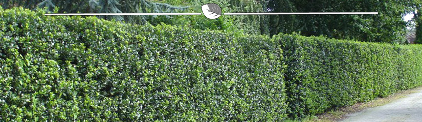 Hulst kopen | Ilex kopen | Gardline